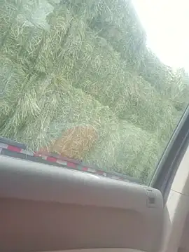 Summer_Taz7 live