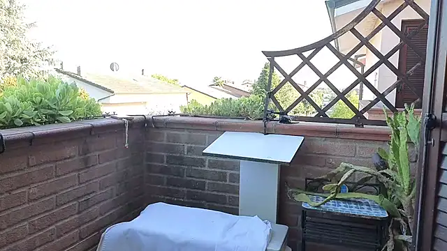 DragonflyExhib live