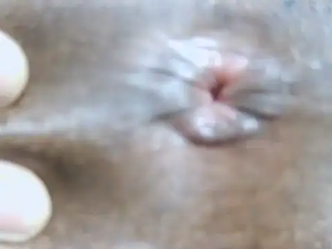 Shakin_amid live