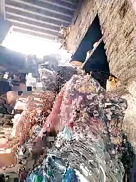 HOpooja356l live