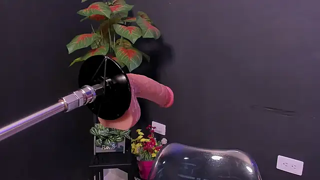 Amy_whittee live