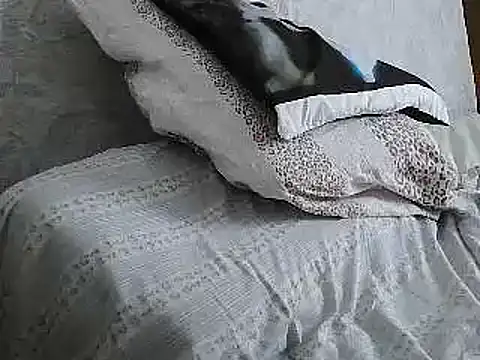VeneRed live