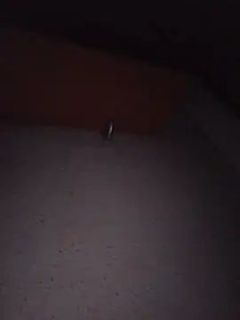 Hottiesophie live