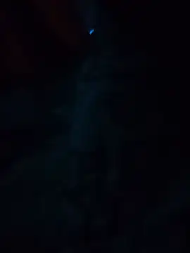 SEXY_LION7 live