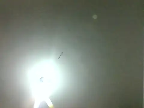 Armorpie live
