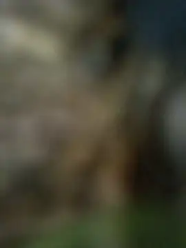 Pallu_Asha live