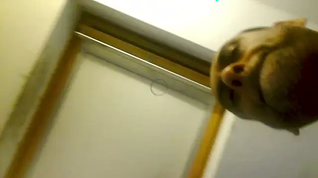 mista_sista_fista live