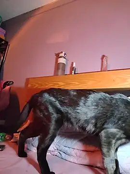 Tokiio_petiit live