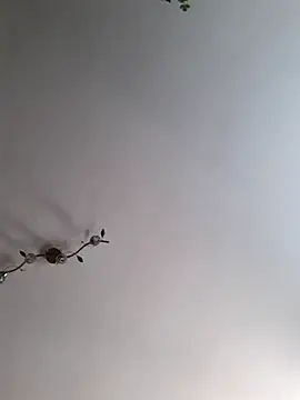 missAmanda69 live